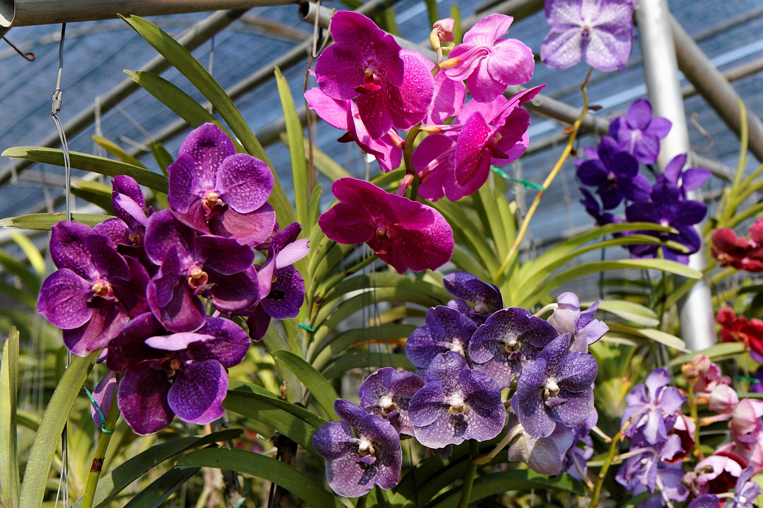 Orchideen Farm nähe Chiang Mai