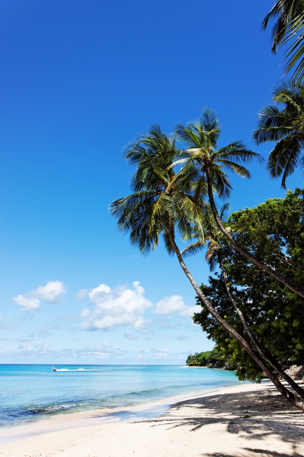 Alleynes Bay, Barbados