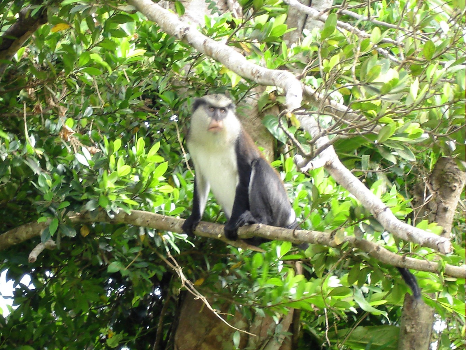 Mona Mokey, Grand Etang National Park, Grenada