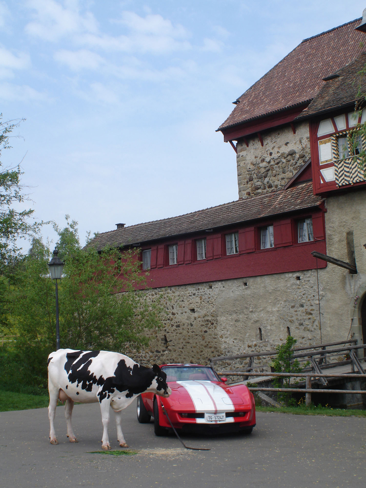 Wasserschloss Hagenwil mit Kuh und Auto